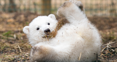 UK’s only male polar bear cub is male, zoo confirms