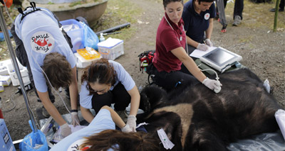 Vets rescue ‘bile bears’ from a lifetime of suffering