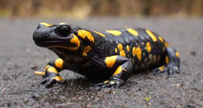 Emerging pathogen found in salamanders in the EU