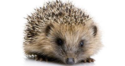 Hedgehog sightings continue to fall