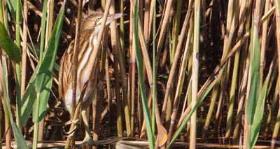 Rare bittern heard for first time on Isle of Wight