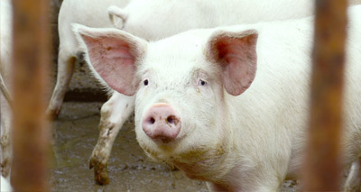 New pig virus could be a threat to humans