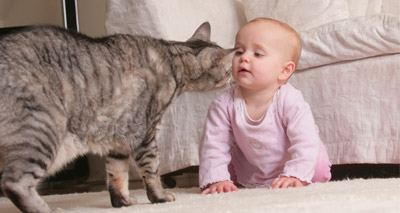Campaign to help ‘kids and kitties’ live in harmony