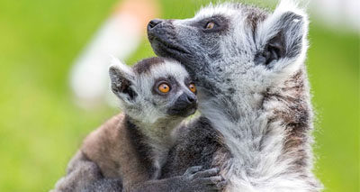 Public asked for help naming baby lemur