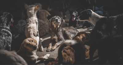 More than 1000 dogs die in Thailand rabies panic