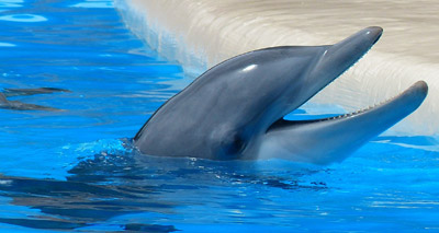 Captive dolphins ‘anticipate’ human interaction