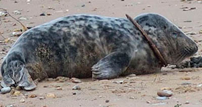 Young seal found with air filter around his neck