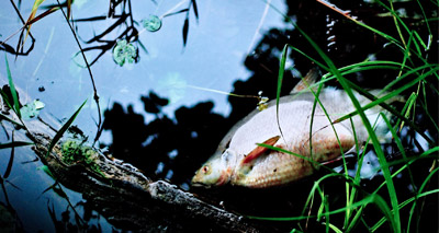 River pollution kills thousands of fish in Lincolnshire