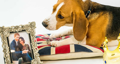 Homeless pets sing for royal couple