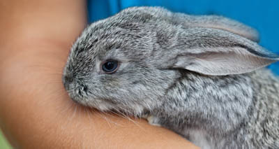 New study sheds light on rabbit handling