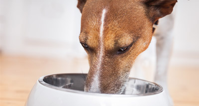 Sainsbury’s recalls pet food over Vitamin D levels
