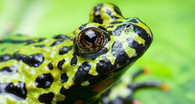 Calls to ban trade in amphibians from Asia