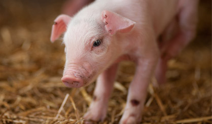 “Worrying” reports of farmers trialling undocked pigs