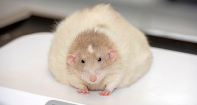 Podgy pets set to battle the bulge