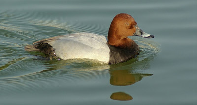 Rare bird populations at risk of lead shot poisoning