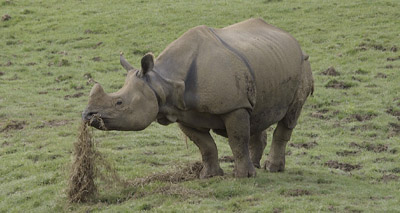 Vets carry out rare ultrasound on rhino