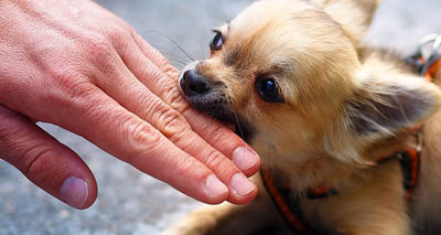 YouTube videos offer insight into dog bites