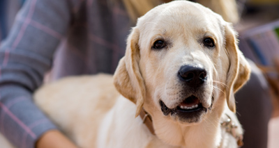 First ever protocol for animals in health care settings