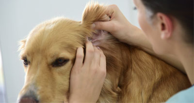 Warning issued over eye exposure to ear drops