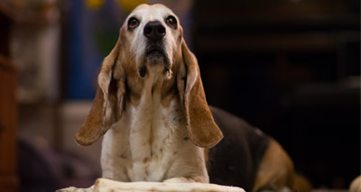 DNA testing scheme for basset hounds approved