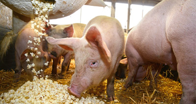 Artists explore how pigs like to play