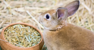 Majority of top rabbit health issues ‘down to diet’