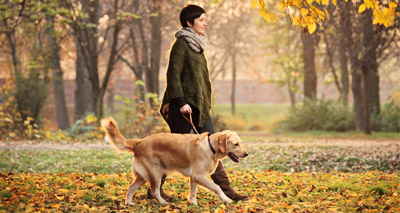 Researchers seeking evidence on dog activity levels