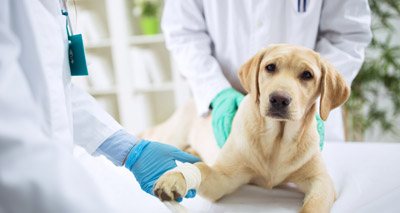 High car boots may increase dog injury risk
