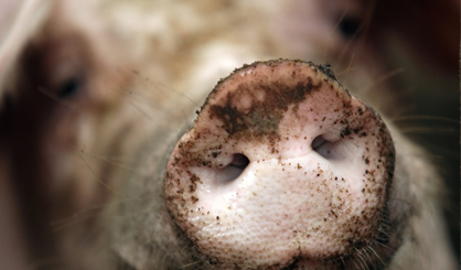 Pigs ‘could be a better model for human influenza’