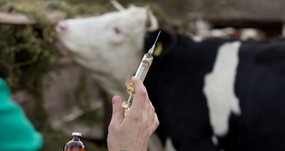Study highlights scale of field trials for bTB vaccine