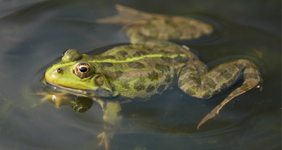 Frogs and toads in decline in Scotland - survey