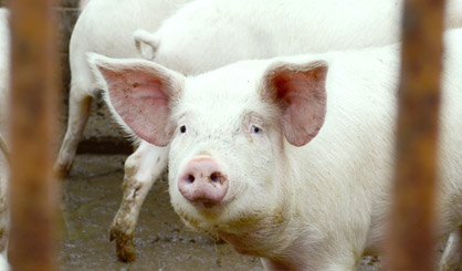 AMR: EU proposal to ban group use of prophylactics