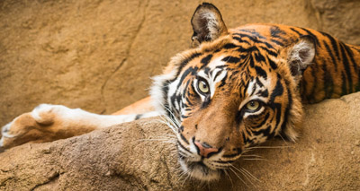 ‘Escaped’ big cats found in enclosures at German zoo