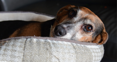 Neutered female dogs live longer, study finds