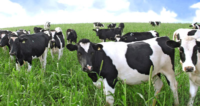 Bristol vets to benchmark farm animal medicine use