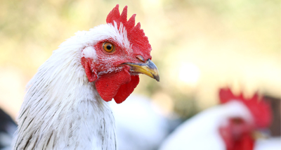 CO2 shortage putting poultry welfare at risk