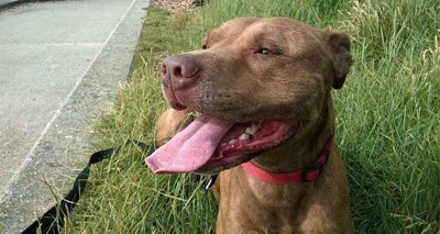 Dog rescuer shares harrowing experiences of BSL