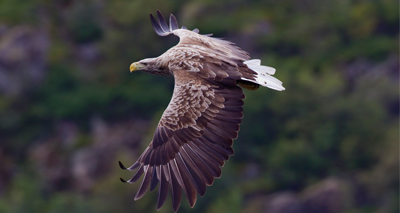 First sea eagle chick in Orkney for 140 years