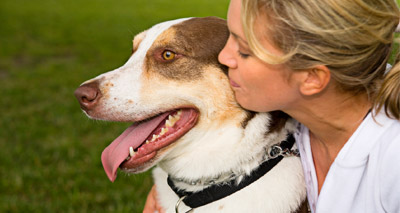 Increasing dog flu strains a ‘potential risk’ for humans