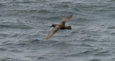 Seabird chicks ‘drowning in plastic’