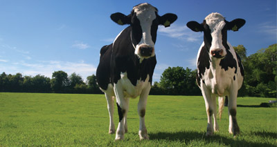 Non-compliance in residues remains low