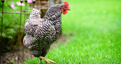 British Hen Welfare Trust teams up with Defra