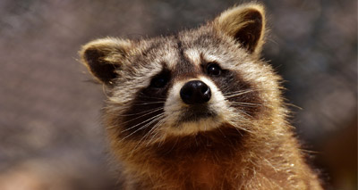 Twitter gripped by adventurous racoon
