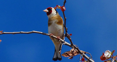 EU court rules against bird trapping in Malta