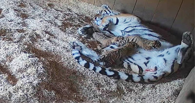 Four rare Amur tiger cubs born at Whipsnade Zoo