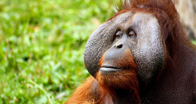 Palm oil ban could worsen biodiversity loss - report