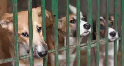 South Korean court rules against killing dogs for meat