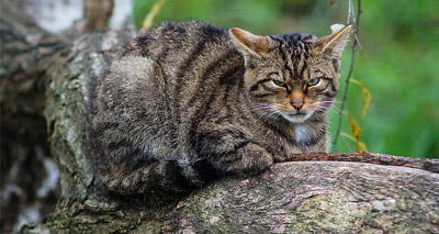 Scottish wildcat petition garners thousands of signatures