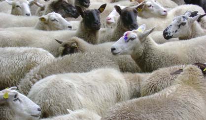 Study to ‘underpin direction of sheep genetics’
