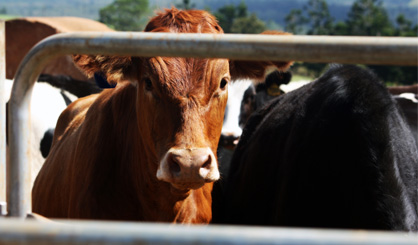 Concern over ‘US-style’ farming in the UK